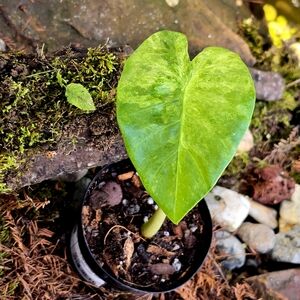 Green Leaf Potted Plant for Reptile Habitats